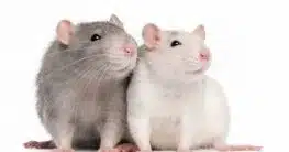 Ratten mögen Glasfaserkabel